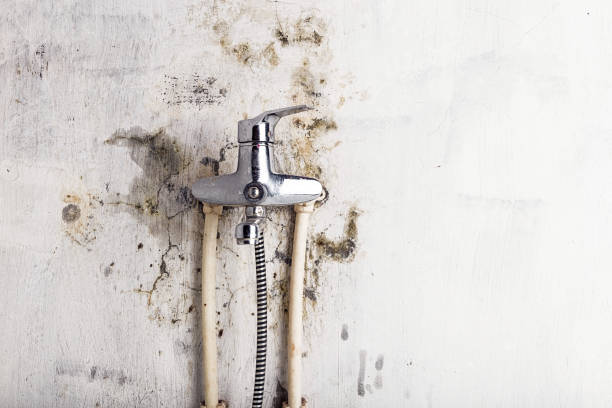 Home Mold Removal in Brunswick, GA