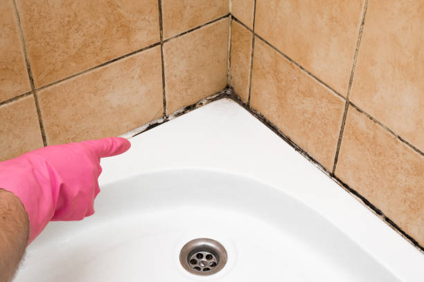 Best Toxic Mold Removal  in Brunswick, GA