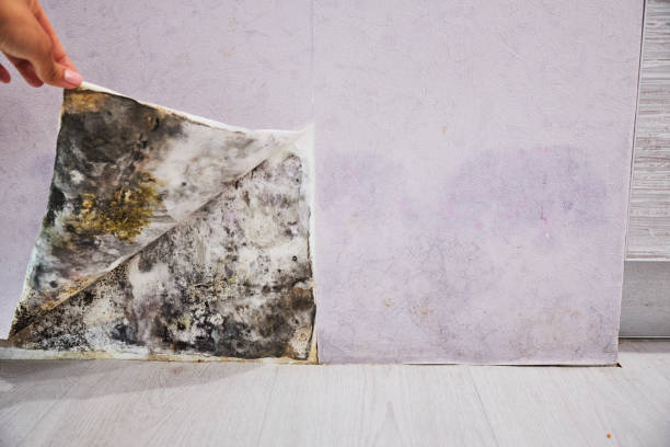 Best Emergency Mold Removal  in Brunswick, GA
